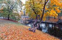 Golden Colors Of Autumn In A Public Domain Park, Europa, Latvia, Riga
