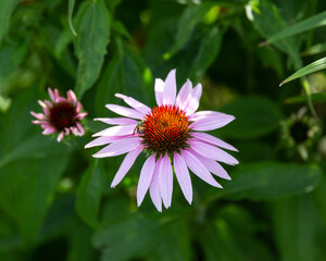 Wall Mural - purple coneflower has opened in the back garden