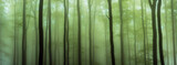 Fototapeta Dziecięca - Panorama of spring beech forest