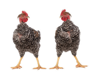 Poster - two roosters isolated on white background