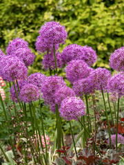 Wall Mural - Large purple Alliums flowering in a garden