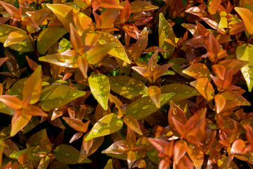 Poster - Closeup shot of autumn leaves with water droplets