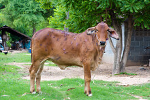 Cow Close Up Suffering From Lumpy Skin Disease On Mouth And Body, In Thailand.