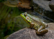 Green frog (Lithibates clamitans) on rock at edge of backyard pond in central Virginia, waiting for prey..