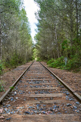 Poster - Scenic view of an old railway in the middle of a forest in the countryside