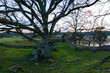 oak tree in the orlången nature reserve in sweden