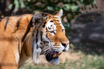 Tiger in Odense zoo in Denmark,scandinavia,Europe