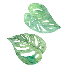 Watercolor of tropical green leaf, summer and nature concept.