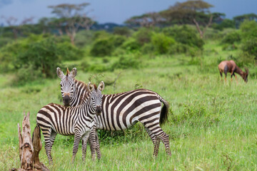 Sticker - Scenic shot of three z in the Grumeti Game Reserve in Serengeti, Tanzania