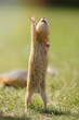 small gopher rodent raises its front hand. Against the background of green foliage