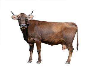 Wall Mural - brown cow isolated on white background