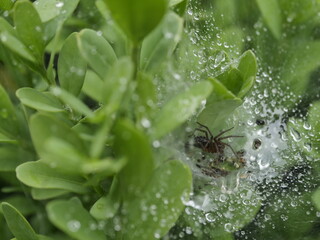 dew on a web