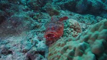 Scorpaenopsis Barbata Bearded Scorpionfish Venomous Fish Underwater In Coral Reef Indian Ocean Maldives 