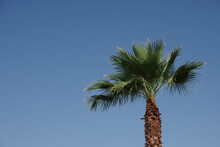 Top Of A Tall California Fan Palm Under Bright Blue Sky