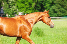 Chestnut Russian Don Horse Running Free On A Green Pasture