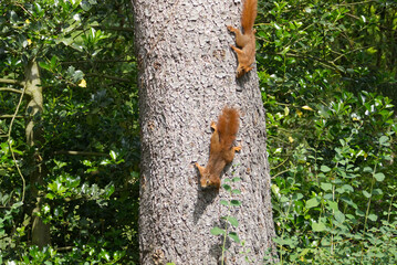 red squirrels walking down a tree in zurich, switzerland