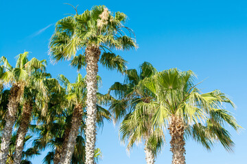 Wall Mural - Tropical palm trees on the background of bright blue sky