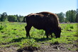 bison in the zoological park