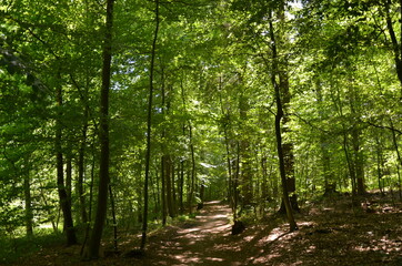  footpath in the forest