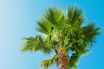 Wall Mural - Tropical palm trees on the background of bright blue sky