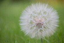 Large White Dandelion Puff Flower As A Close-up