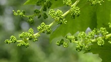 Unripe Bunch Of Grapes. Green Young Sprout Of Grapes Slowly Sways In The Wind By Early Spring. Ripening Small Branch Of Grapes, Young Inflorescence. Newly Formed Bunches Of Baby Grapes, Initial Develo