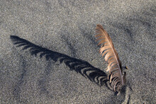 Brown Seagull Feather On The Sandy Beach In The Sunlight