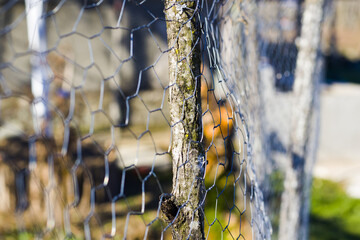 Sticker - Closeup shot of a metal wired fence in a park