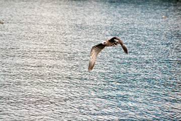 Sticker - Closeup shot of a flying seagull over the water