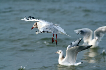 Sticker - Closeup shot of flying seagulls over the water