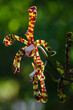 Vertical shot of exotic scorpion orchids blooming at a forest