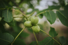Closeup Shot Of Unripe Walnuts Growing On A Tree