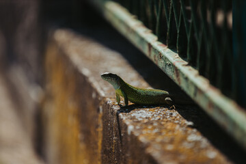 Poster - Closeup shot of a green lizard