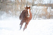 Chestnut horse galloping in the snow