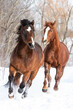 Two horses galloping in the snow
