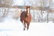 Chestnut horse running through a snowy field