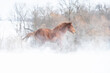 Red horse galloping through snow fall