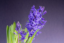 Hyacinth Flower On A Dark Background