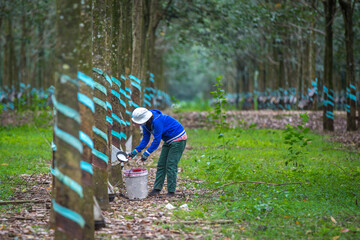 Rubber tree forest, worker collecting latex milk from the tree.