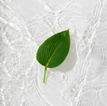 Water Banner Background With Leaves Hosts. White Water Texture,  Surface With Rings And Ripple. Spa Concept Background. Flat Lay, Top View, Copy Space.