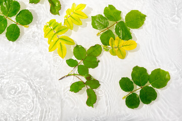 Wall Mural - Green leaves roses on blue water background close-up. White texture surface with rings and ripple. Flat lay, top view, copy space.