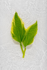 Wall Mural - Green leaves hosts on blue water background close-up. White texture surface with rings and ripple. Flat lay, top view, copy space.