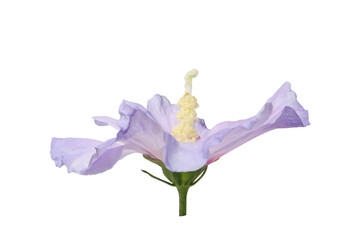 Wall Mural - purple flower of Hibiscus syriacus on a white background