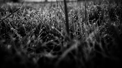 grass in the morning