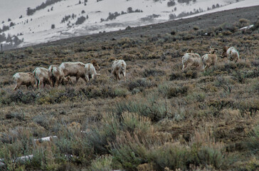 Poster - Group of mountain goats grazing vegetation on the hill