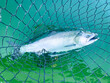 Wild chinook king salmon fish caught and held in fishing net in the Puget Sound water of the Pacific Northwest.