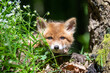 Red fox, vulpes vulpes, small young cub in forest. Cute little wild predators in natural environment