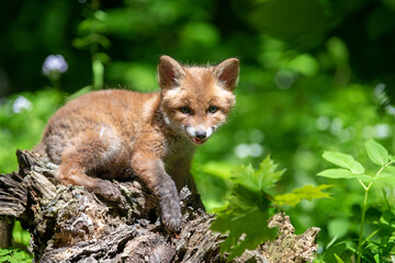 Sticker - Red fox, vulpes vulpes, small young cub in forest. Cute little wild predators in natural environment