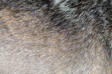 Wall Mural - Closeup real wolf skin texture. Animal fur background texture image background