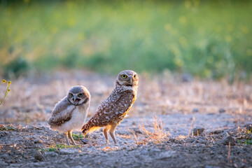 Wall Mural - Burrowing owl